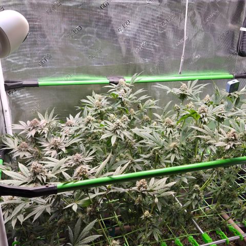 La Bomba #1 growlog timeline photo