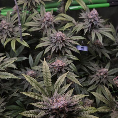 La Bomba #2 growlog timeline photo