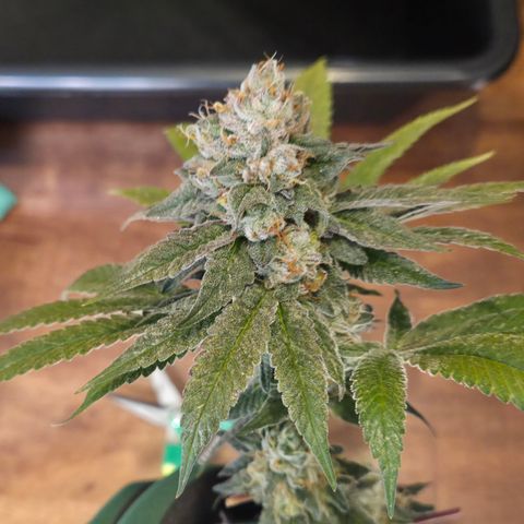 La Bomba #2 growlog timeline photo