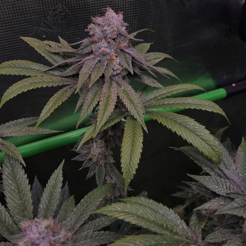 La Bomba #2 growlog timeline photo