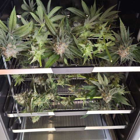 La Bomba #2 growlog timeline photo