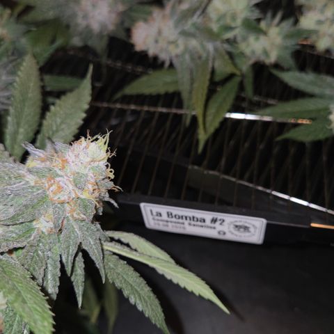 La Bomba #2 growlog timeline photo