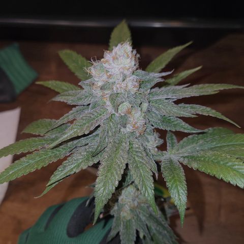 La Bomba #2 growlog timeline photo