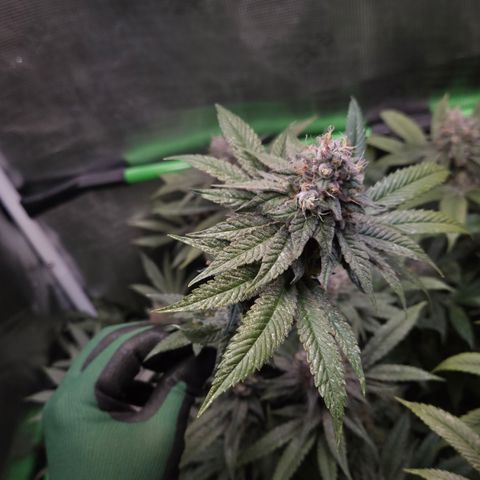 La Bomba #2 growlog timeline photo