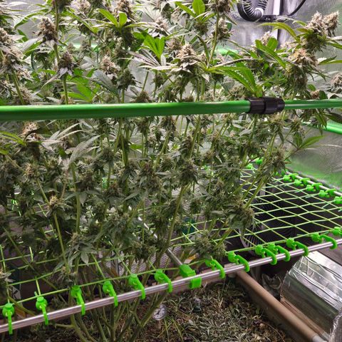 La Bomba #2 growlog timeline photo