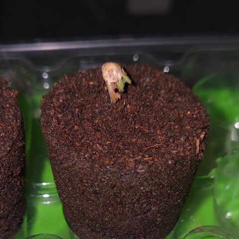 Lemon Cherry Pavé growlog timeline photo