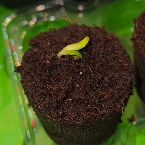 Rainbow Guavé growlog timeline photo