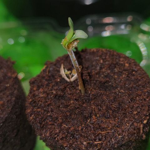 Lemon Cherry Pavé growlog timeline photo