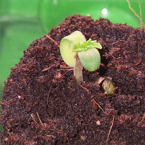 Rainbow Guavé growlog timeline photo