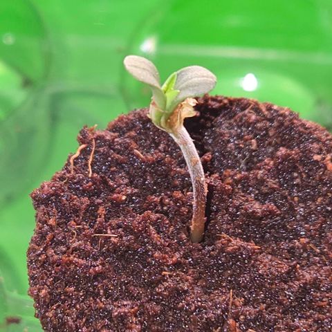 Lemon Cherry Pavé growlog timeline photo