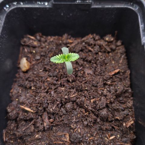 Lemon Cherry Pavé growlog timeline photo