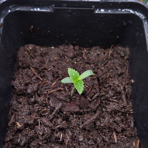 Rainbow Guavé growlog timeline photo