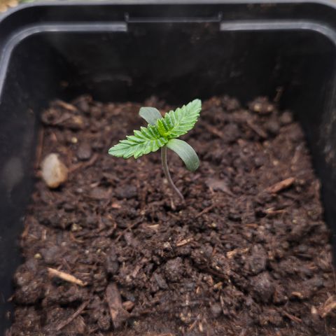 Lemon Cherry Pavé growlog timeline photo