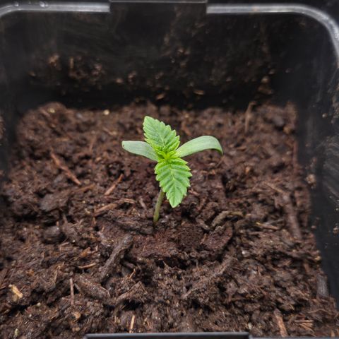Rainbow Guavé growlog timeline photo