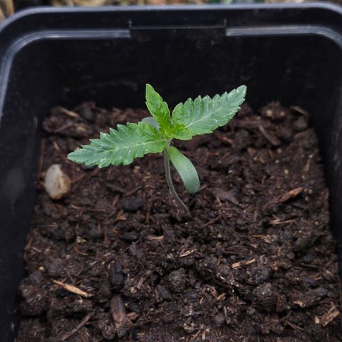 Lemon Cherry Pavé growlog timeline photo