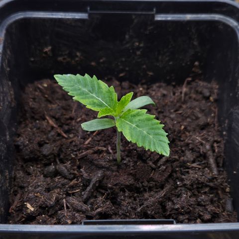 Rainbow Guavé growlog timeline photo