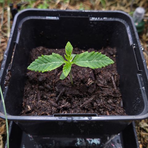 Rainbow Guavé growlog timeline photo