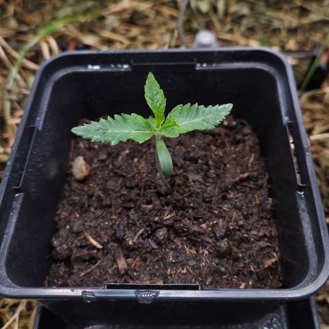 Lemon Cherry Pavé growlog timeline photo