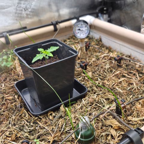 Rainbow Guavé growlog timeline photo