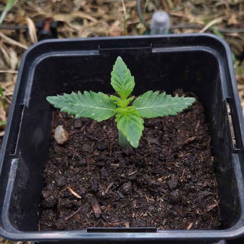 Lemon Cherry Pavé growlog timeline photo