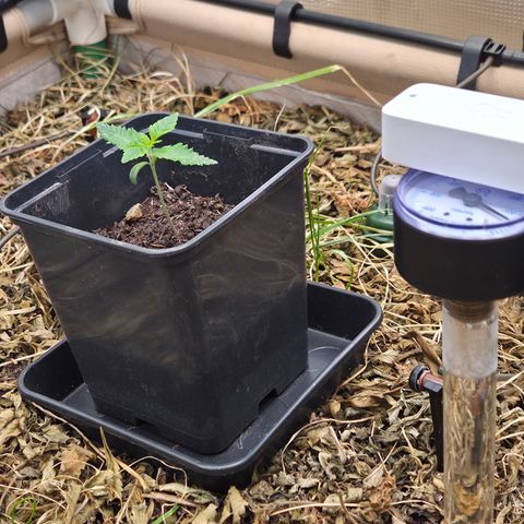 Lemon Cherry Pavé growlog timeline photo