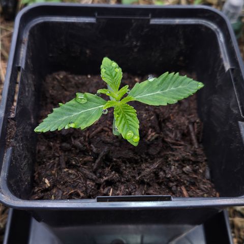 Rainbow Guavé growlog timeline photo