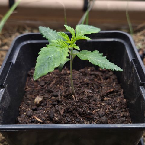 Lemon Cherry Pavé growlog timeline photo