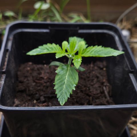 Rainbow Guavé growlog timeline photo