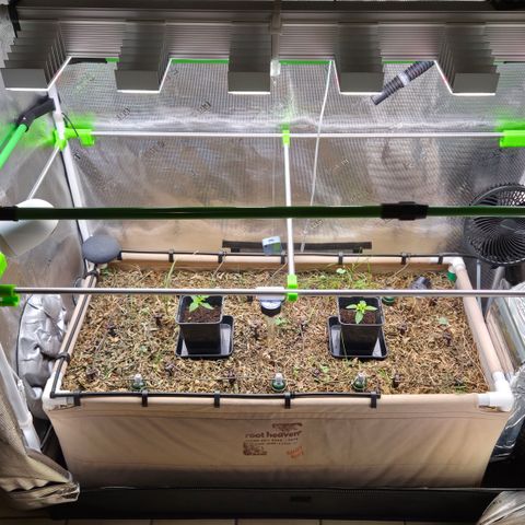 Lemon Cherry Pavé growlog timeline photo