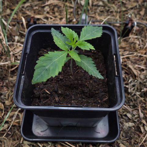 Lemon Cherry Pavé growlog timeline photo