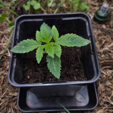 Rainbow Guavé growlog timeline photo