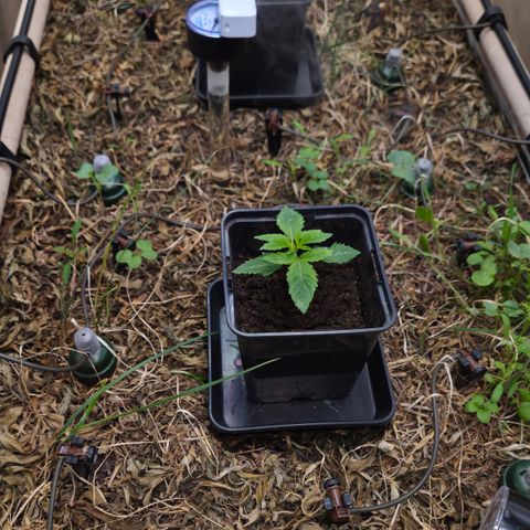 Lemon Cherry Pavé growlog timeline photo