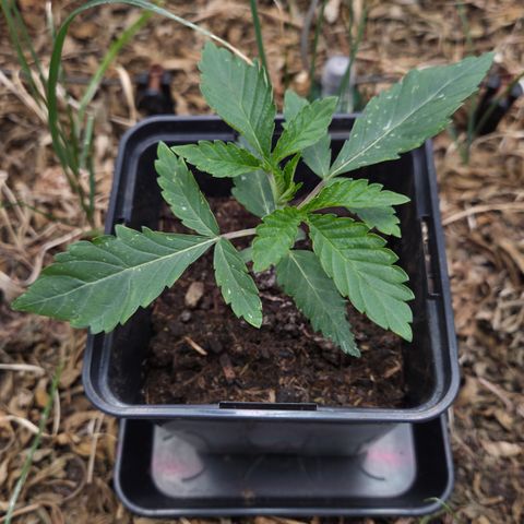 Lemon Cherry Pavé growlog timeline photo