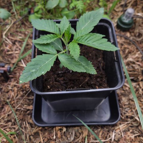 Rainbow Guavé growlog timeline photo