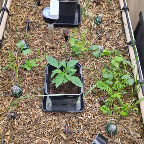 Lemon Cherry Pavé growlog timeline photo