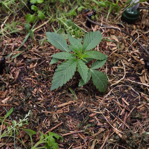 Rainbow Guavé growlog timeline photo