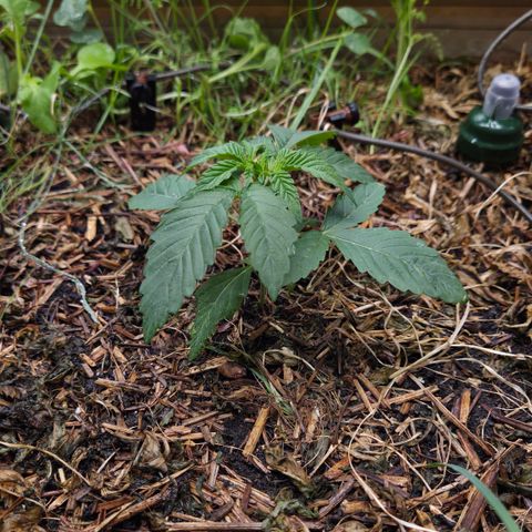 Rainbow Guavé growlog timeline photo