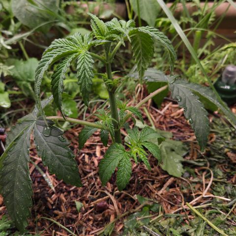 Rainbow Guavé growlog timeline photo
