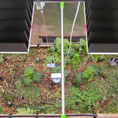 Lemon Cherry Pavé growlog timeline photo