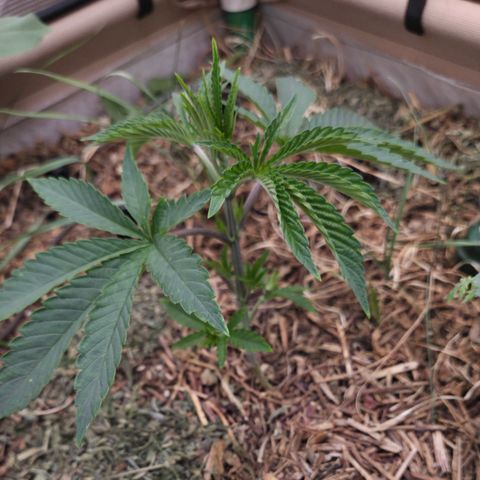 Lemon Cherry Pavé growlog timeline photo