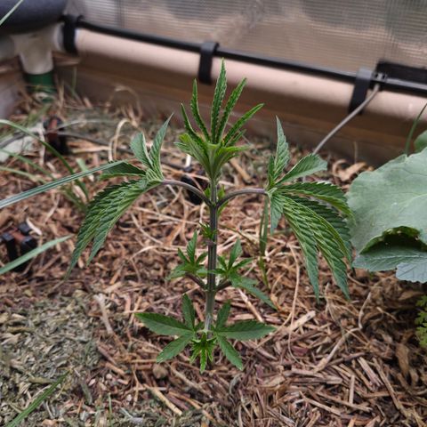 Lemon Cherry Pavé growlog timeline photo