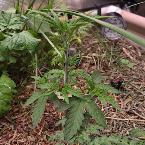 Rainbow Guavé growlog timeline photo