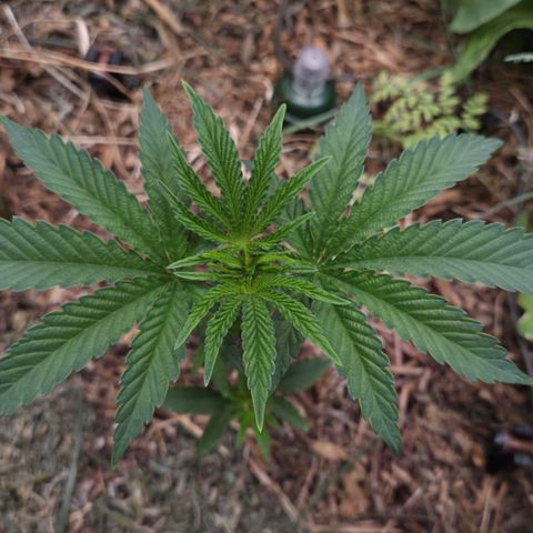 Lemon Cherry Pavé growlog timeline photo