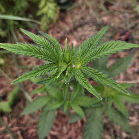 Rainbow Guavé growlog timeline photo