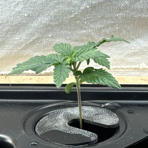 Purple - 50/50 - 15% THC growlog timeline photo