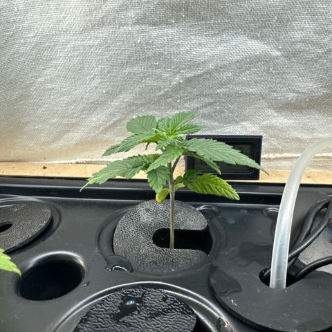 Purple - 50/50 - 15% THC growlog timeline photo