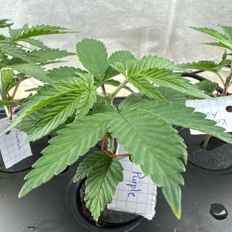 Purple - 50/50 - 15% THC growlog photo: Purple - Frisch getrimmt und umgetopft