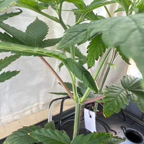 Purple - 50/50 - 15% THC growlog timeline photo