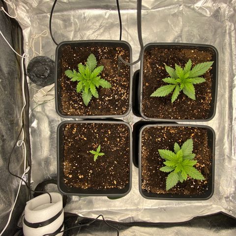 Vanilla Kush growlog timeline photo
