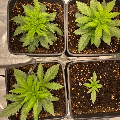 Vanilla Kush growlog timeline photo